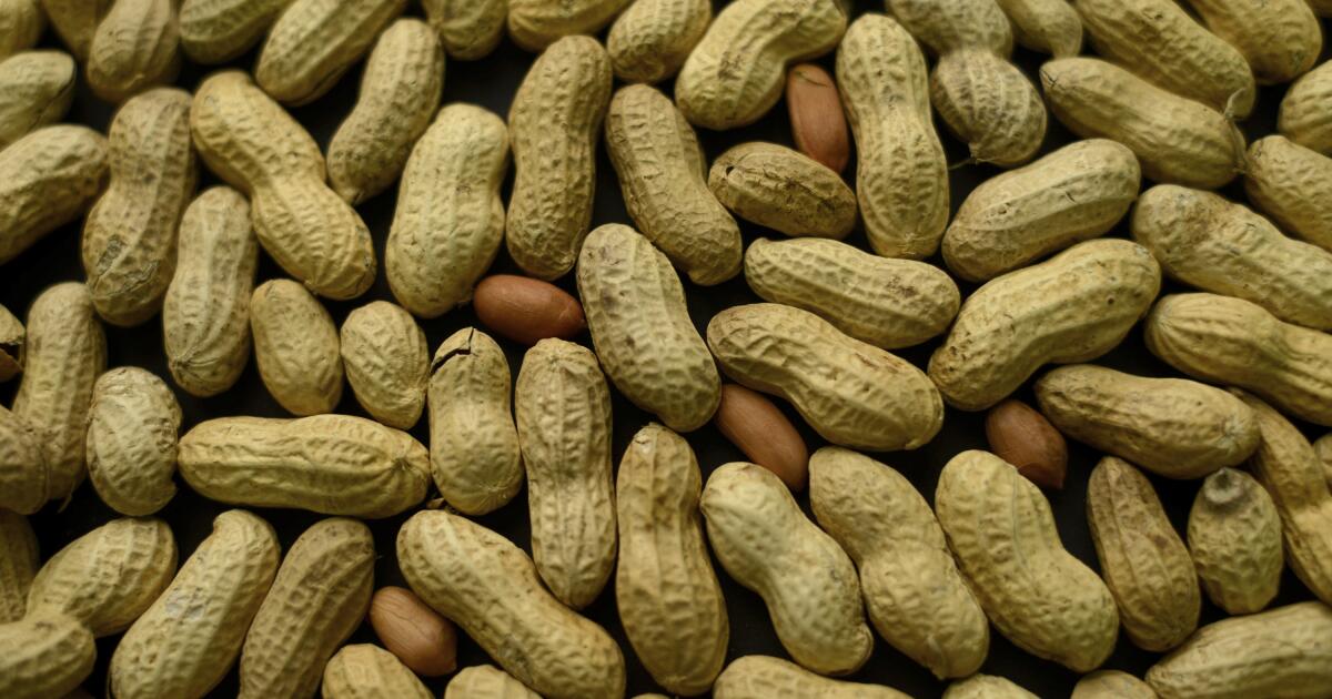 Peanuts! Get your peanuts! Kids who eat them early are much less likely to develop an allergy, studies conclude