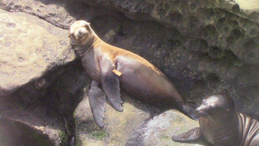 A sea lion is pictured with an identification tag in La Jolla.