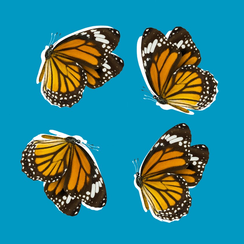 Monarch butterflies illustration