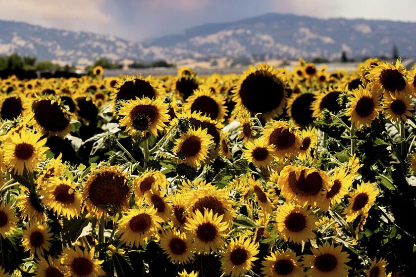 July 2018 image of a field of sunflowers in Citrona, Calif. In neighboring Solano County, the sheriff's office issued a stern warning last week asking visitors to be respectful of private property when taking photos after heightened concerns from farmers of traffic congestion, trespassing and property damage. (AP Photo/Noah Berger)