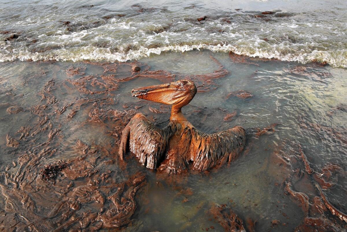 Weeks after the BP spill in the Gulf of Mexico in 2010, a pelican mired in oil struggled to survive in Louisiana.