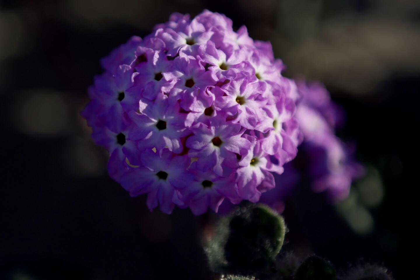 Anza-Borrego Desert wildflower bloom