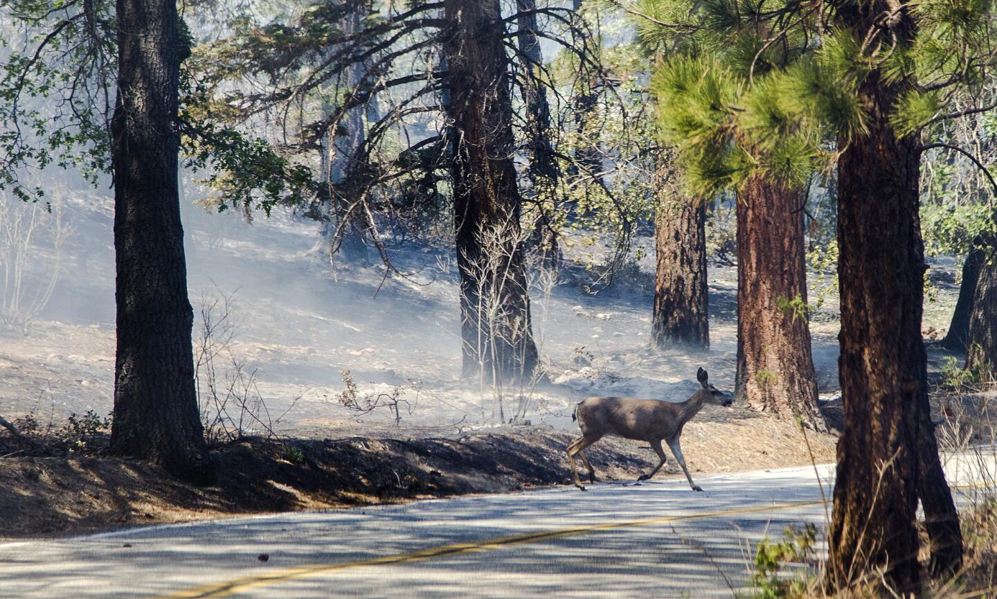 Lake fire in the San Bernardino National Forest