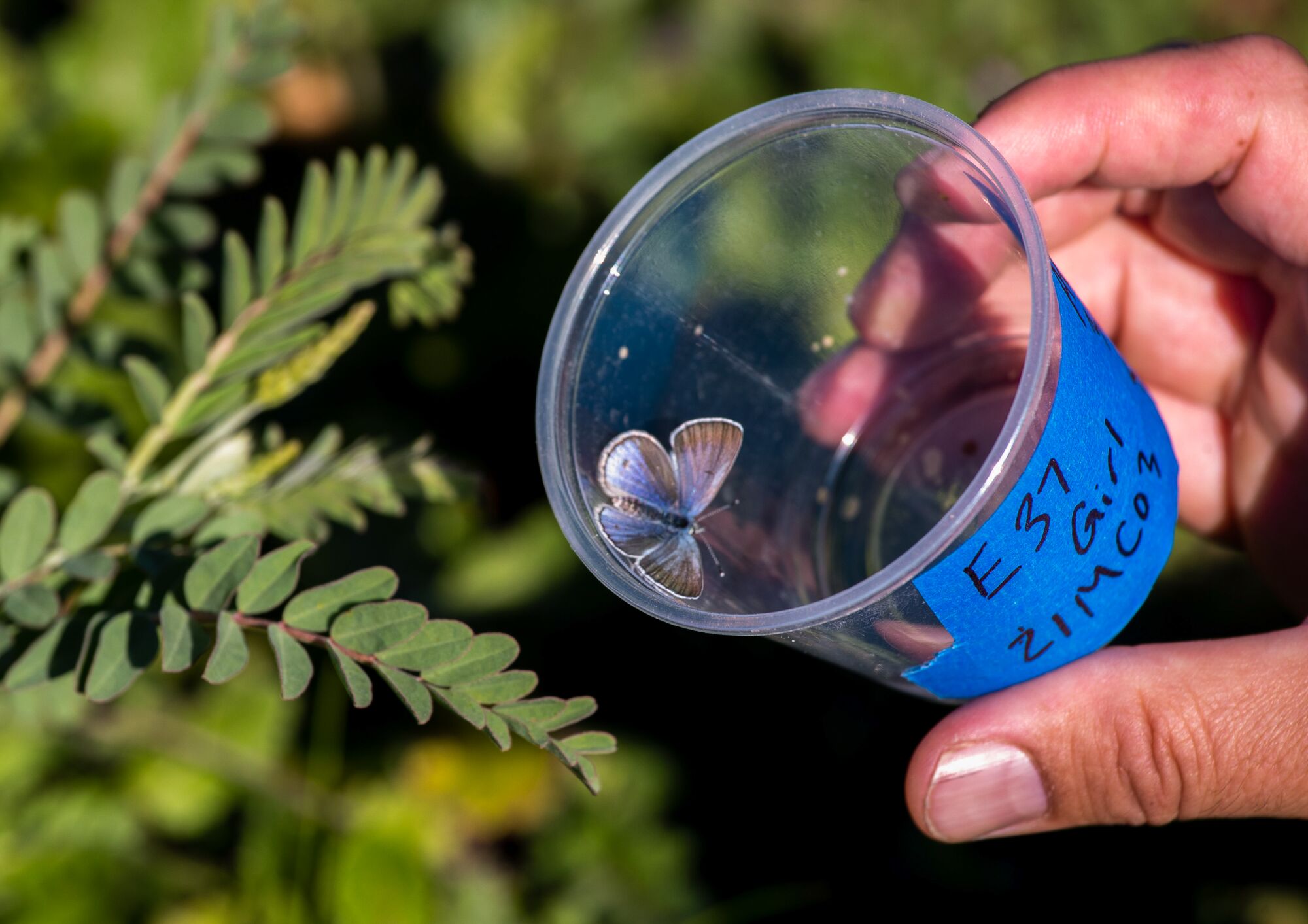 Closeup of a butterfly in an open, clear plastic container.