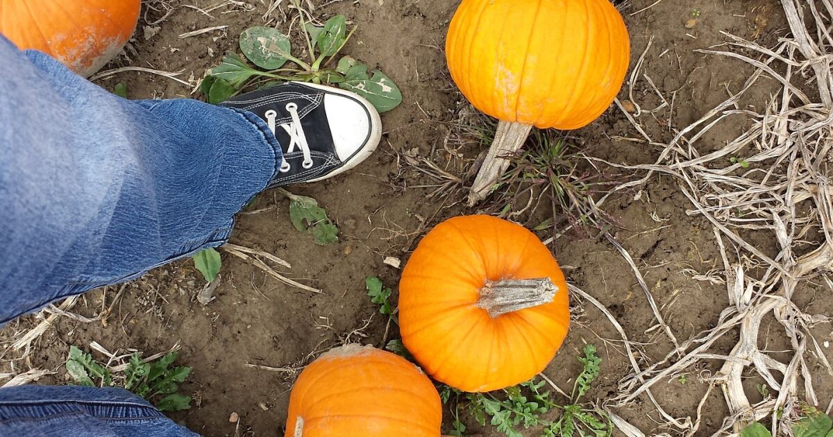 Five reasons that fall is a favorite time for varicose vein treatment ...