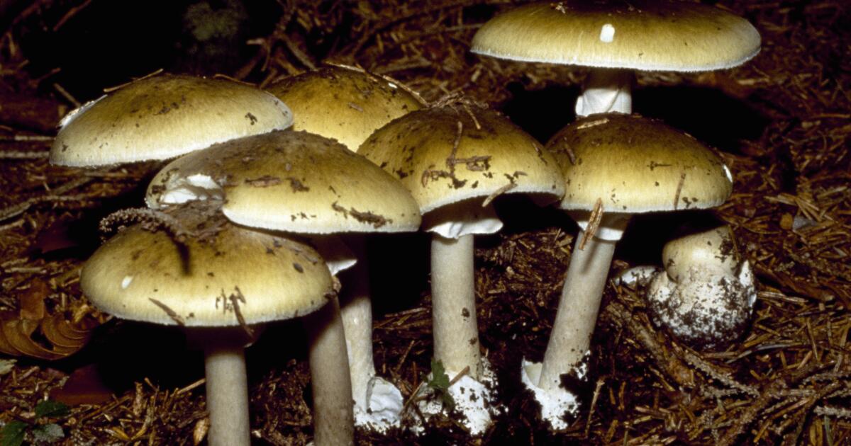 California mushroom poisoning is on the rise. Here’s what to do to prevent exposure California mushroom poisoning is on the rise. Here’s what to do to prevent exposure