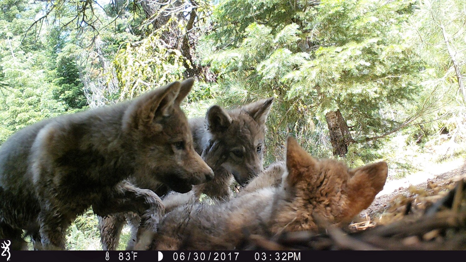 Two of California's wolf packs produce litters