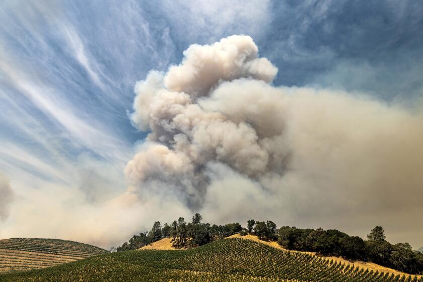 FILE - In this Aug. 18, 2020, file photo, a plume rises over a vineyard in unincorporated Napa County, Calif., as the Hennessey Fire burns. Smoke from the West Coast wildfires has tainted grapes in some of the nation’s most celebrated wine regions. The resulting ashy flavor could spell disaster for the 2020 vintage. (AP Photo/Noah Berger, File)