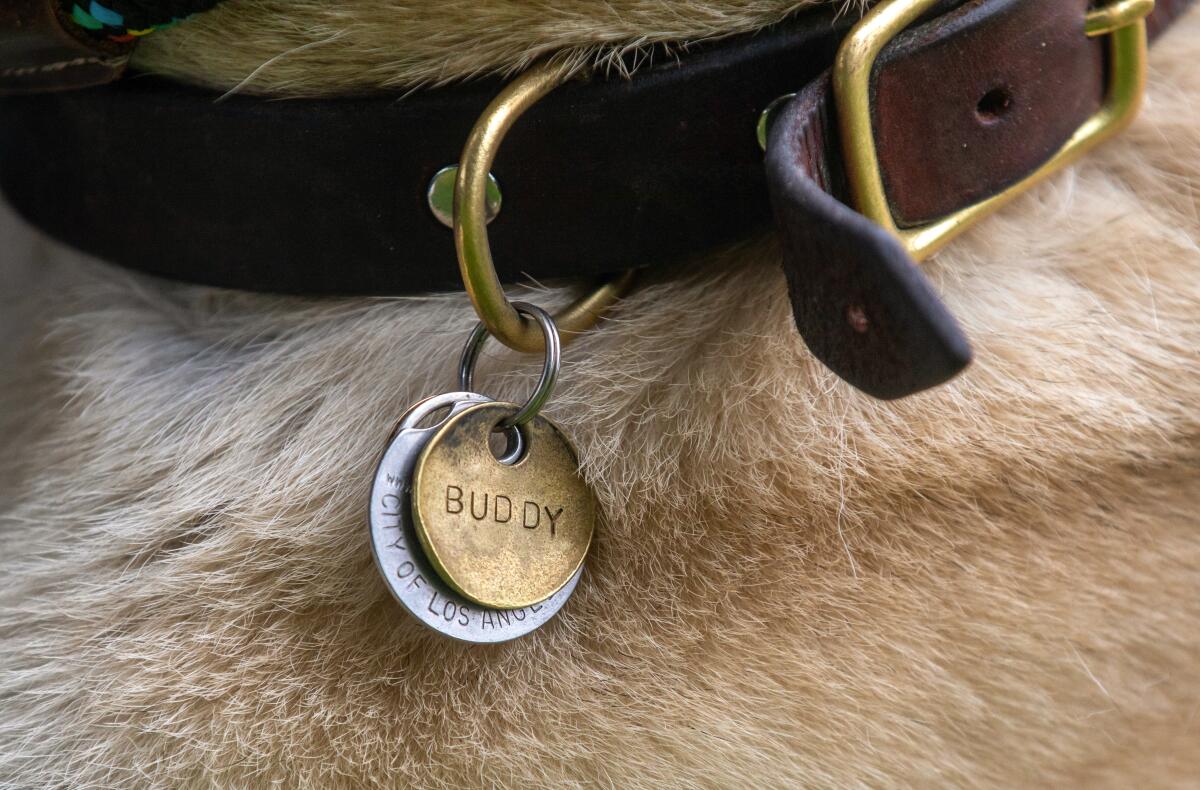 A closeup of a dog tag on a collar that reads "Buddy."