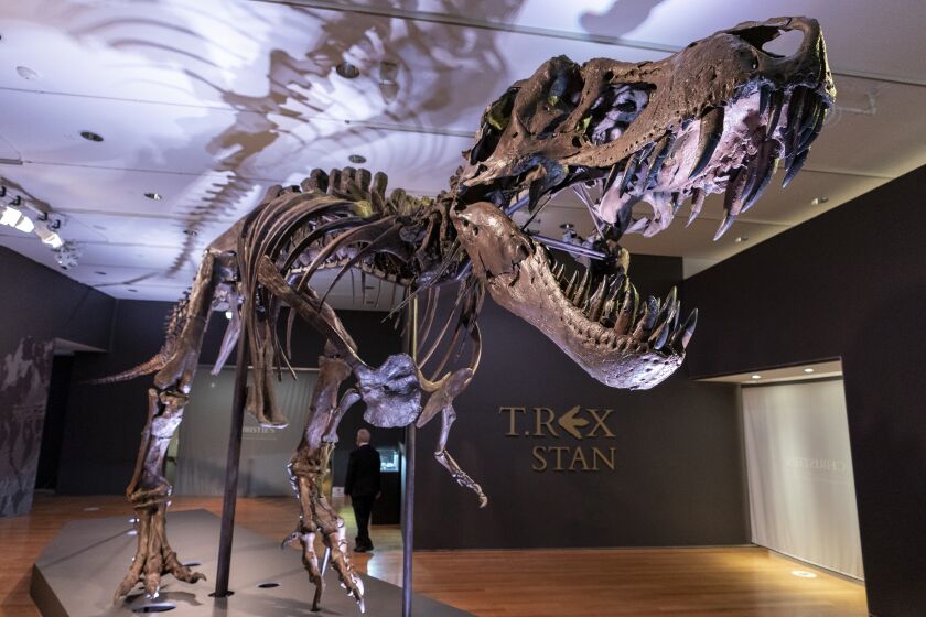 FILE - Stan, one of the largest and most complete Tyrannosaurus rex fossil discovered, is on display, Tuesday, Sept. 15, 2020, at Christie's in New York. The teeth on T. rex and other big theropods were likely covered by scaly lips, concludes a study published Thursday, March 30, 2023, in the journal Science. The dinosaur's teeth didn't stick out when its mouth was closed, and even in a wide open bite, you might just see the tips, the scientists found. (AP Photo/Mary Altaffer, File)