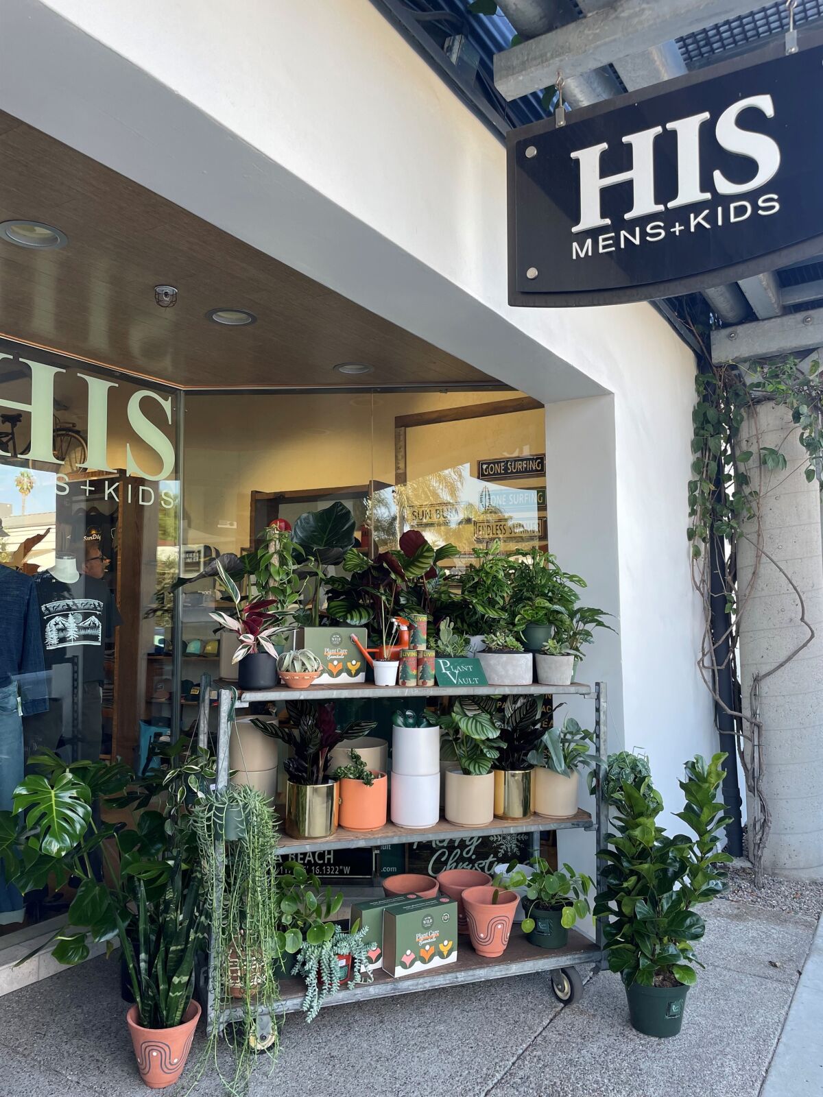 Plant Vault plants at HIS boutique on Cedros.