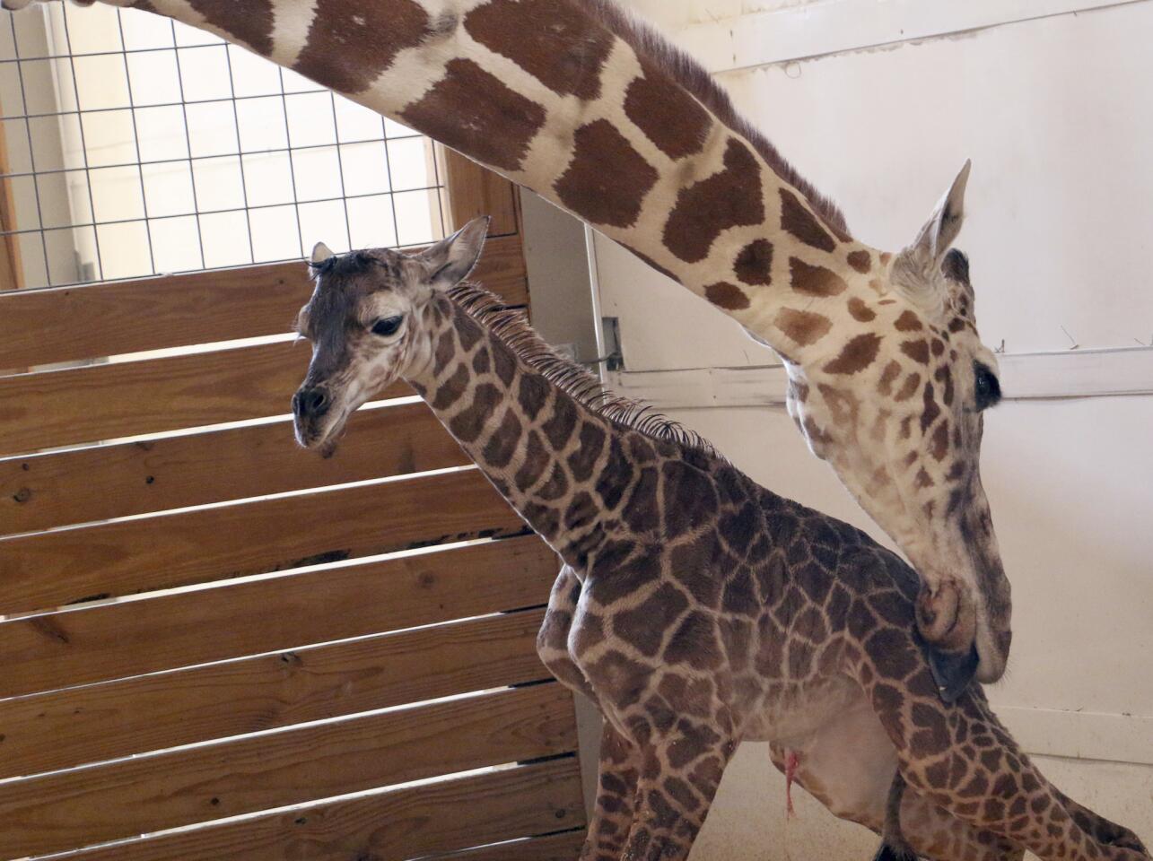 In this photo provided by Animal Adventure Park in Binghamton, N.Y., a giraffe named April licks her newborn male calf on April 15, 2017. The birth was streamed online to an audience of more than a million viewers.