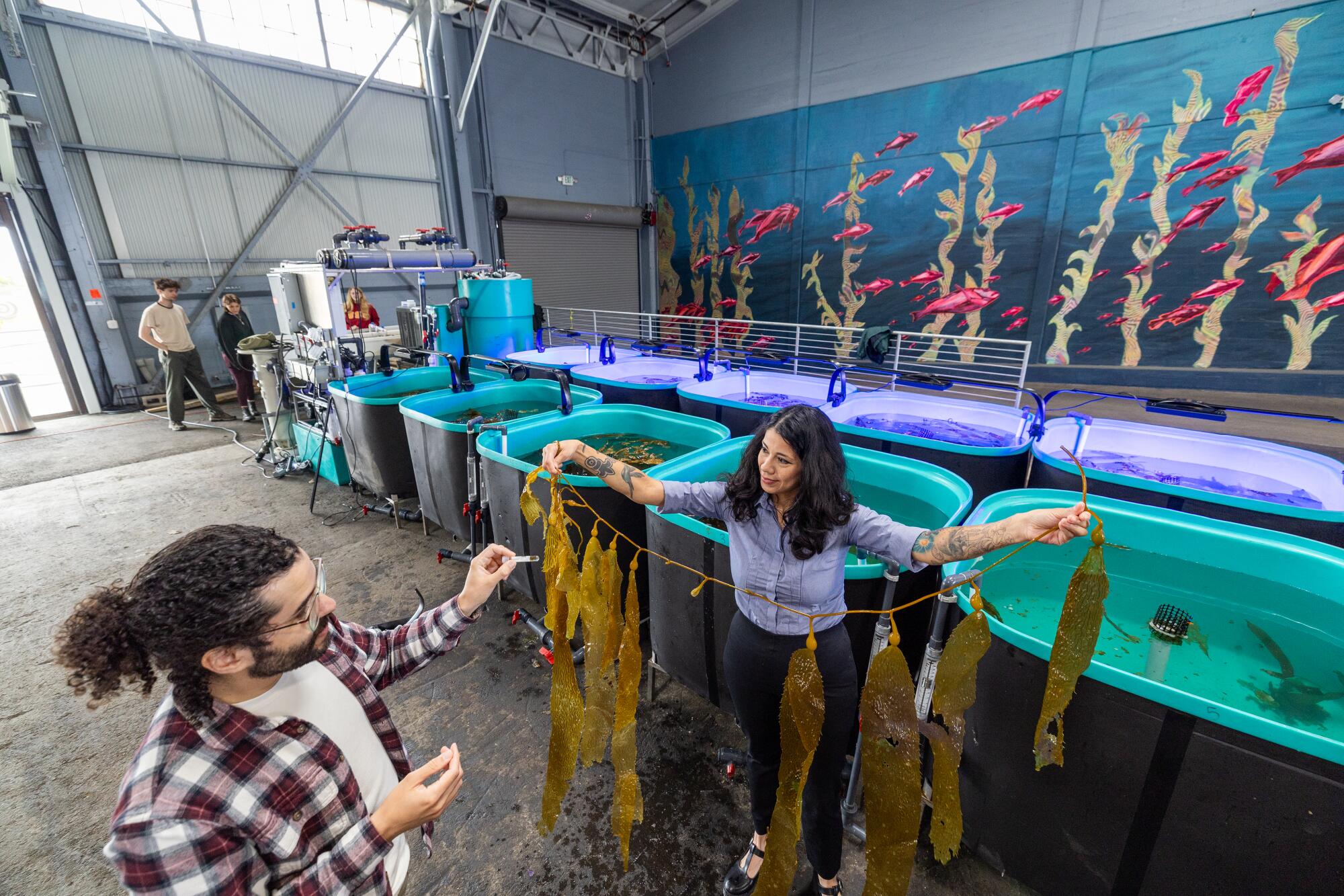 Michael Marty Rivera and Emily Aguirre monitor kelp varieties in storage tanks at AltaSeads