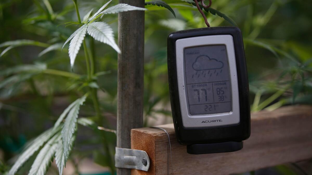 Growing conditions are monitored in a commercial, legal marijuana greenhouse in Monterey County.