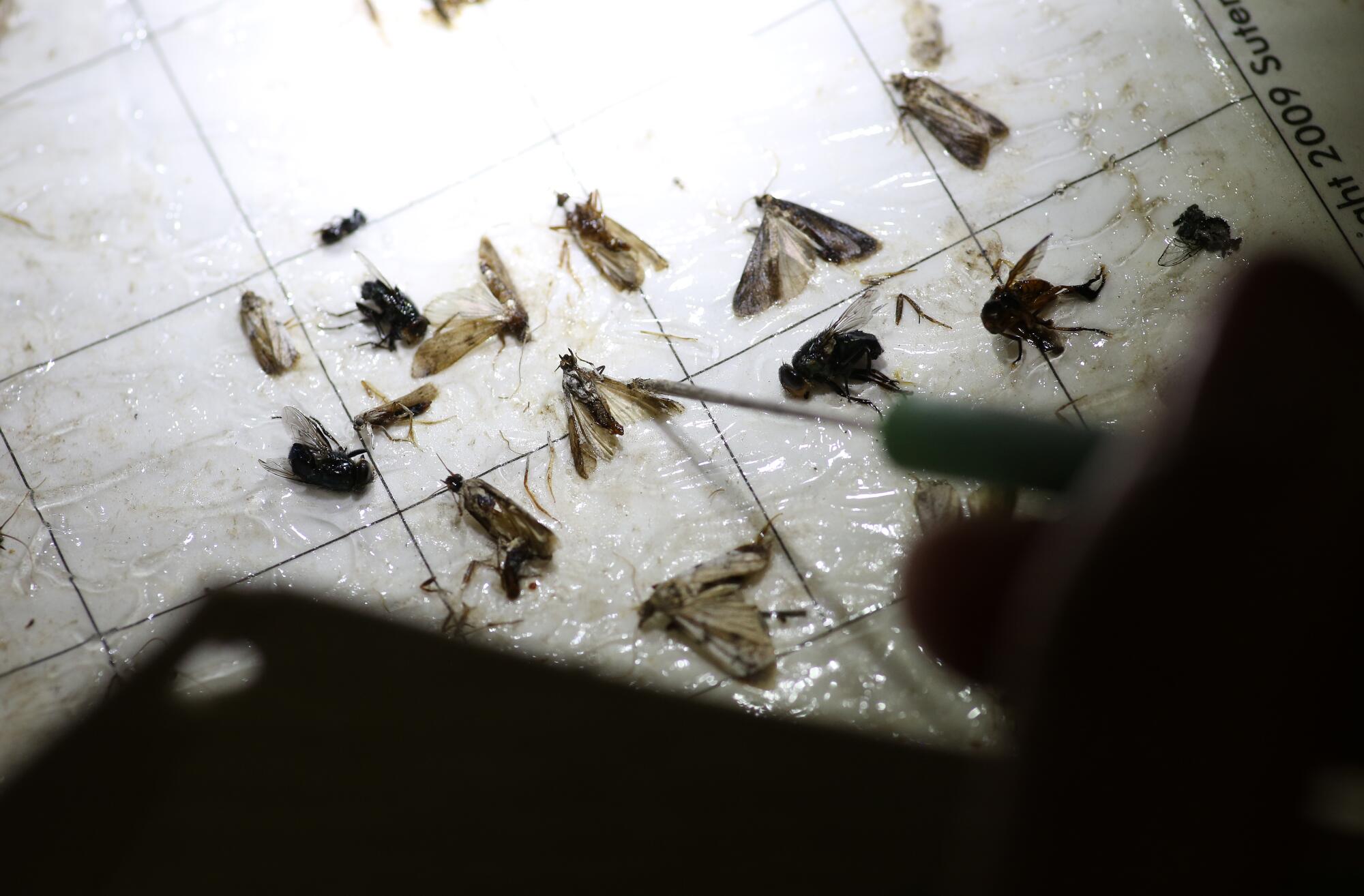 Anisa Bel Guzman counts moths at the Kearney Agricultural Research and Extension Center in Parlier, Calif.