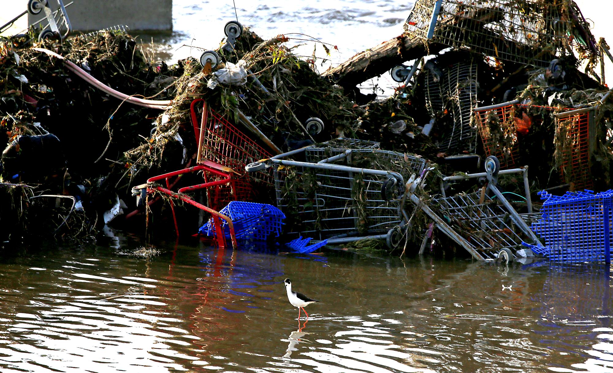 A bird forages near a mashup of shopping carts in the Los Angeles River in Long Beach.