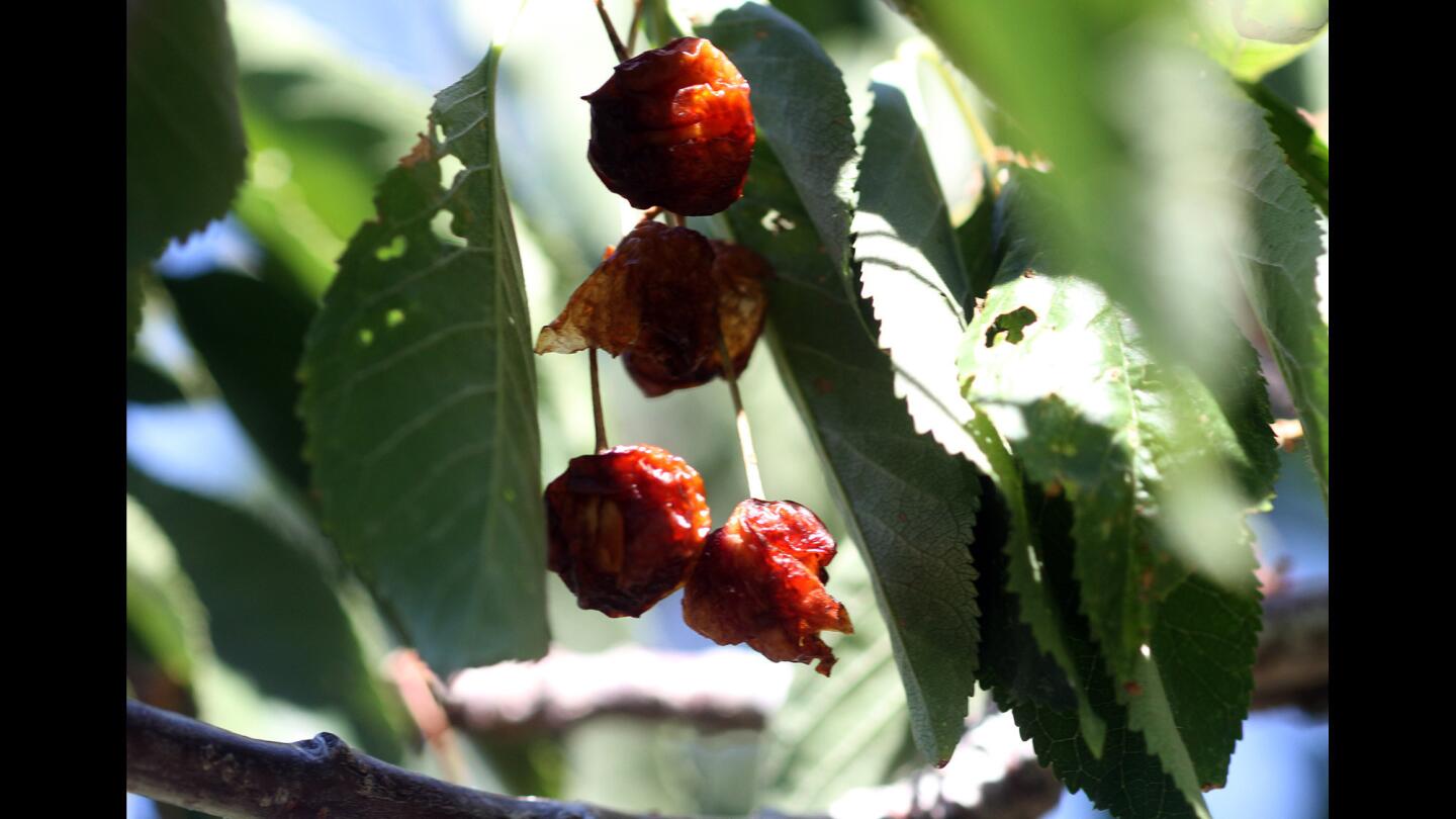 Dried out cherries hang from a tree in Dave Shields' orchard, which he will remove before selling his farm.