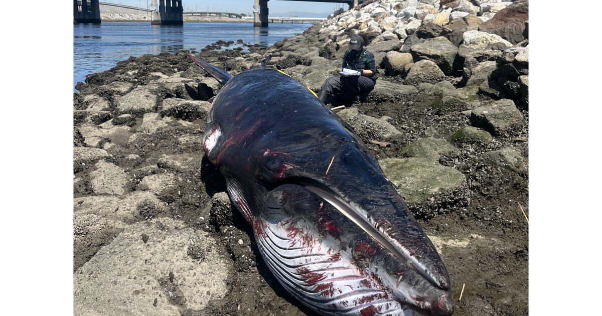 Sea lions, dolphins, now a whale: Ocean giant is latest victim of SoCal's toxic algal bloom