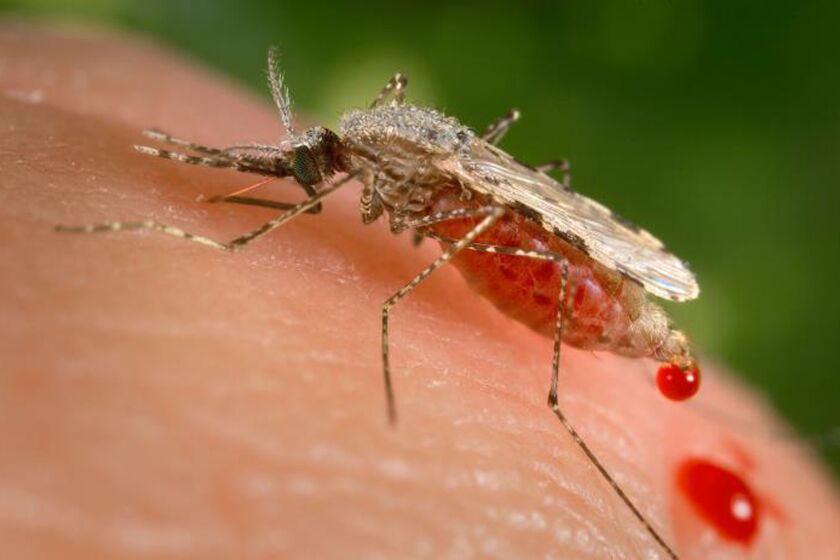 FILE - This file photo provided by the Centers for Disease Control and Prevention (CDC) shows a feeding female Anopheles Stephensi mosquito crouching forward and downward on her forelegs on a human skin surface, in the process of obtaining its blood meal through its sharp, needle-like labrum, which it had inserted into its human host. In a study published Wednesday, Sept. 22, 2021, scientists say there is evidence a resistant form of malaria is spreading in Uganda, in a worrying sign the top drug used against the parasitic disease could ultimately be rendered useless without concerted efforts from countries and global health officials. (James Gathany/CDC via AP, File)