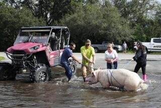 Members of The Farmer's Friend rescue a pig from floodwaters caused by Hurricane Milton Friday, Oct. 11, 2024, in Lithia, Fla. (AP Photo/Chris O'Meara)