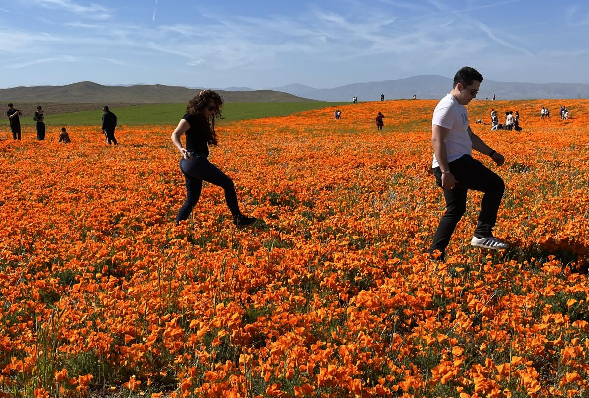 Visitors walk through a large field of California poppies.