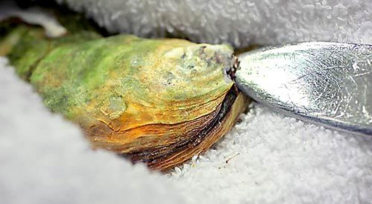 Use a folded towel to hold the oyster. Place the tip of an oyster knife into the hinge end, and twist to open.