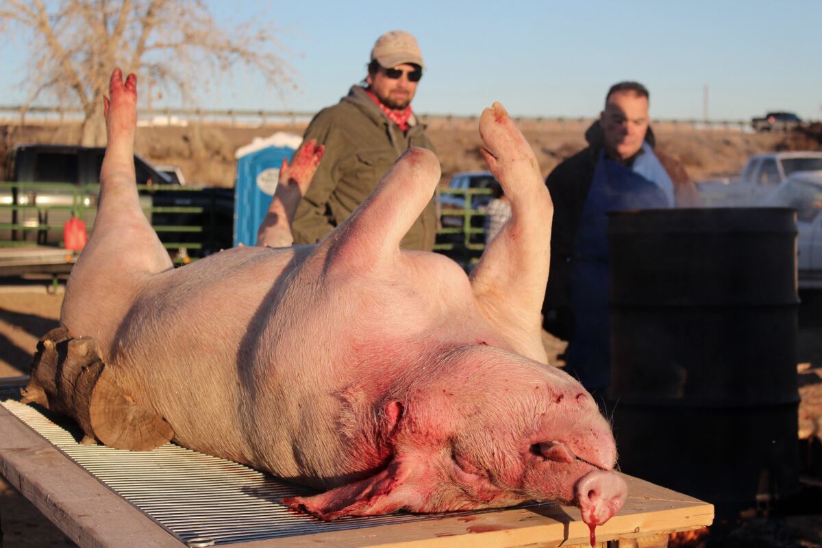 A 275-pound pig ready to be broken down at the World's Largest Matanza.