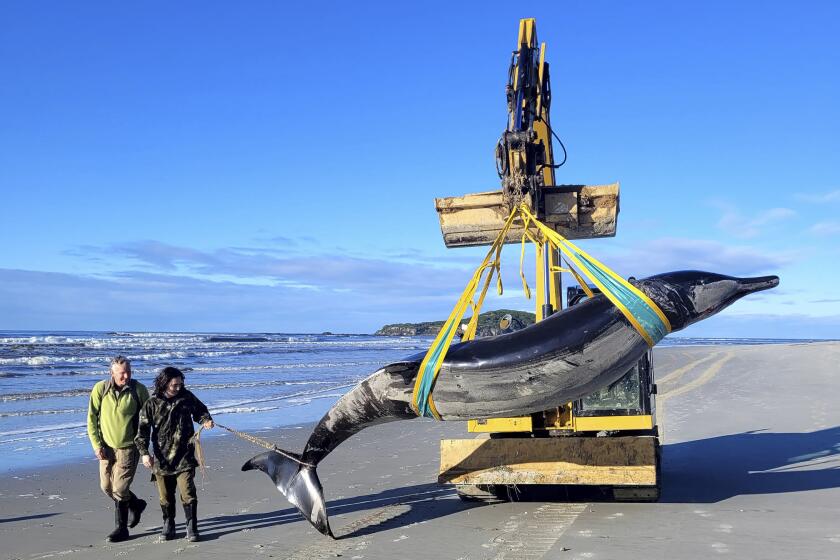 En esta imagen proporcionada por el Departamento de Conservación, los guardias Jim Fyfe y Tūmai Cassidy caminan junto a lo que se cree es el cuerpo de una inusual ballena picuda de Bahamonde, el 5 de julio de 2024, que fue encontrado en una playa cerca de Otago, Nueva Zelanda. (Departmento de Conservación via AP)