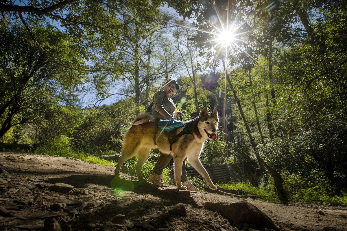 A person walks a large dog on a hike to Monrovia Canyon Falls 