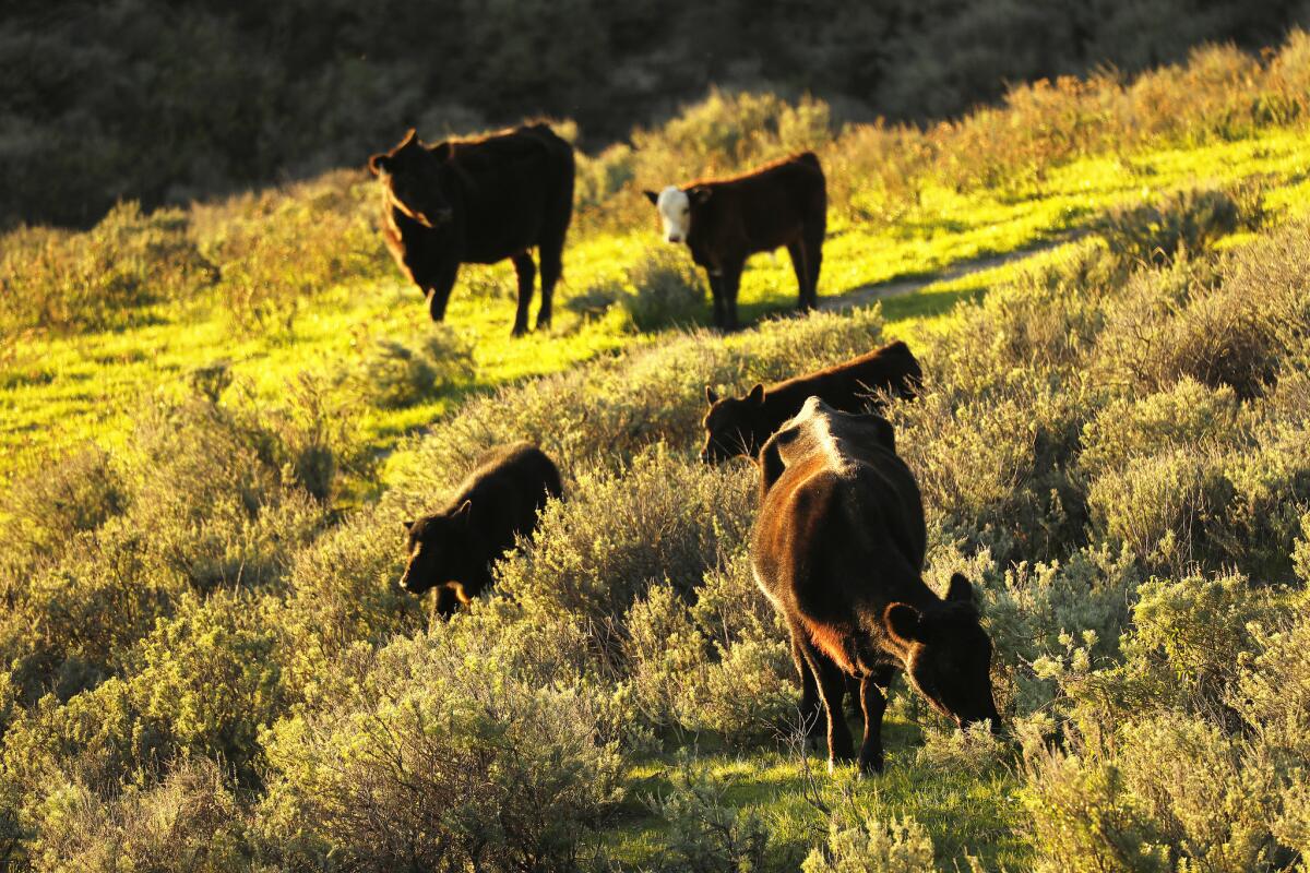 Cattle graze in the pastures above Cuarta Beach in Hollister Ranch. (Al Seib / Los Angeles Times)