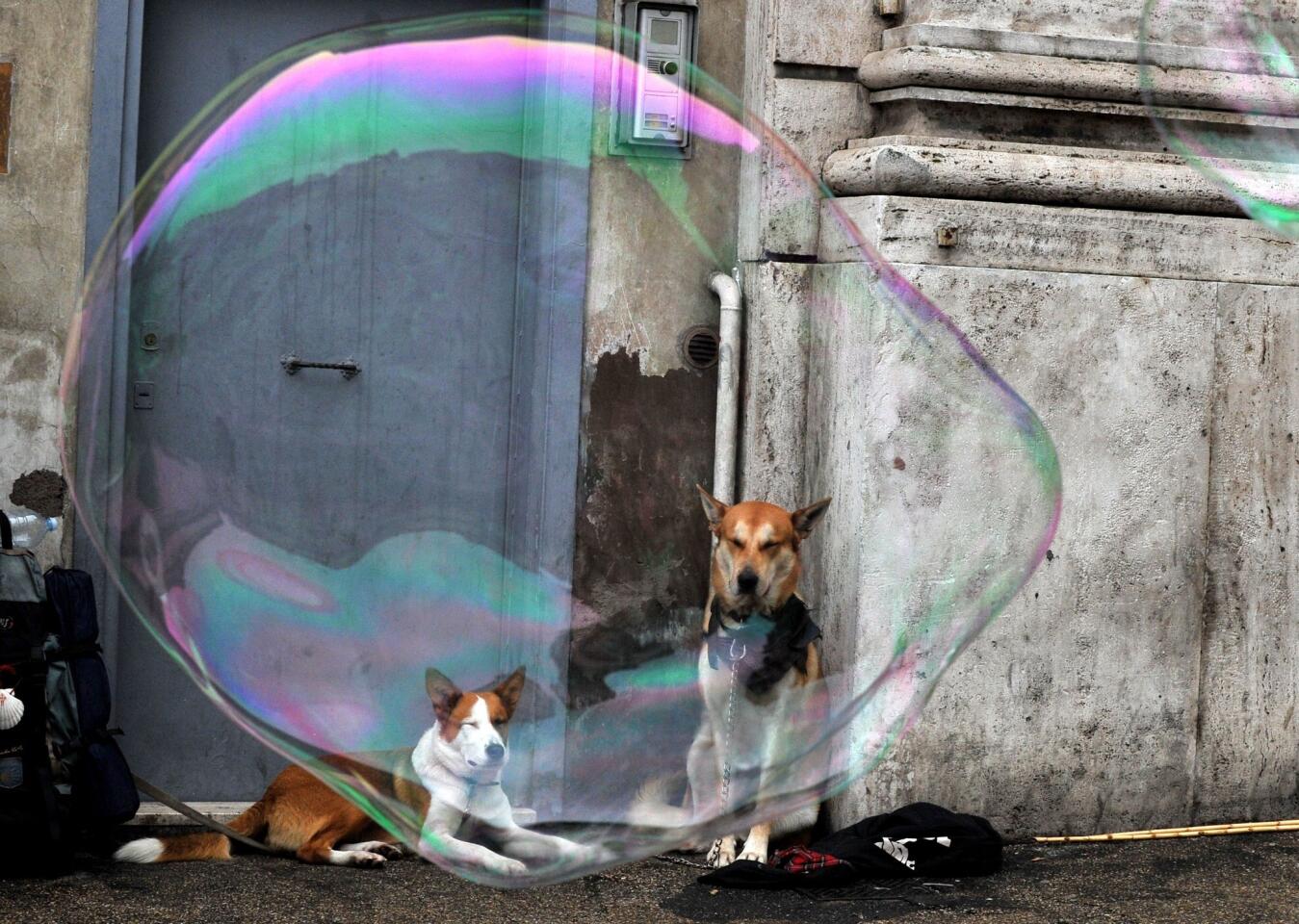 Bubble dogs