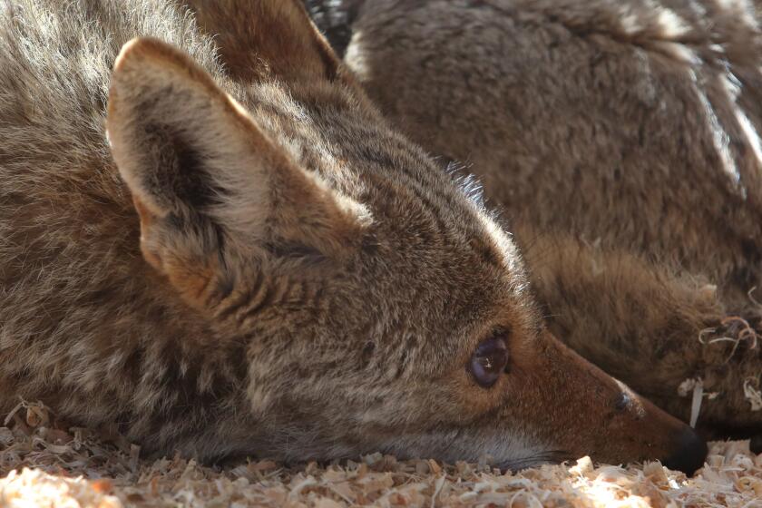 LOS OLIVOS, CA: April 3, 2016 - The female coyote known as Angel, rests in an enclosure at a wildlife rehabilitation center in Los Olivos. Angel was suffering from a gunshot wound to the head when she arrived at di Sieno's wildlife rehabilitation center near Solvang on a recent weekday. There, the coyote that was left blind and partially paralyzed by the wound, gave birth to four pups that di Sieno is now caring for. di Sieno is also trying to prevent state wildlife authorities from euthanizing the animals. (Katie Falkenberg / Los Angeles Times)