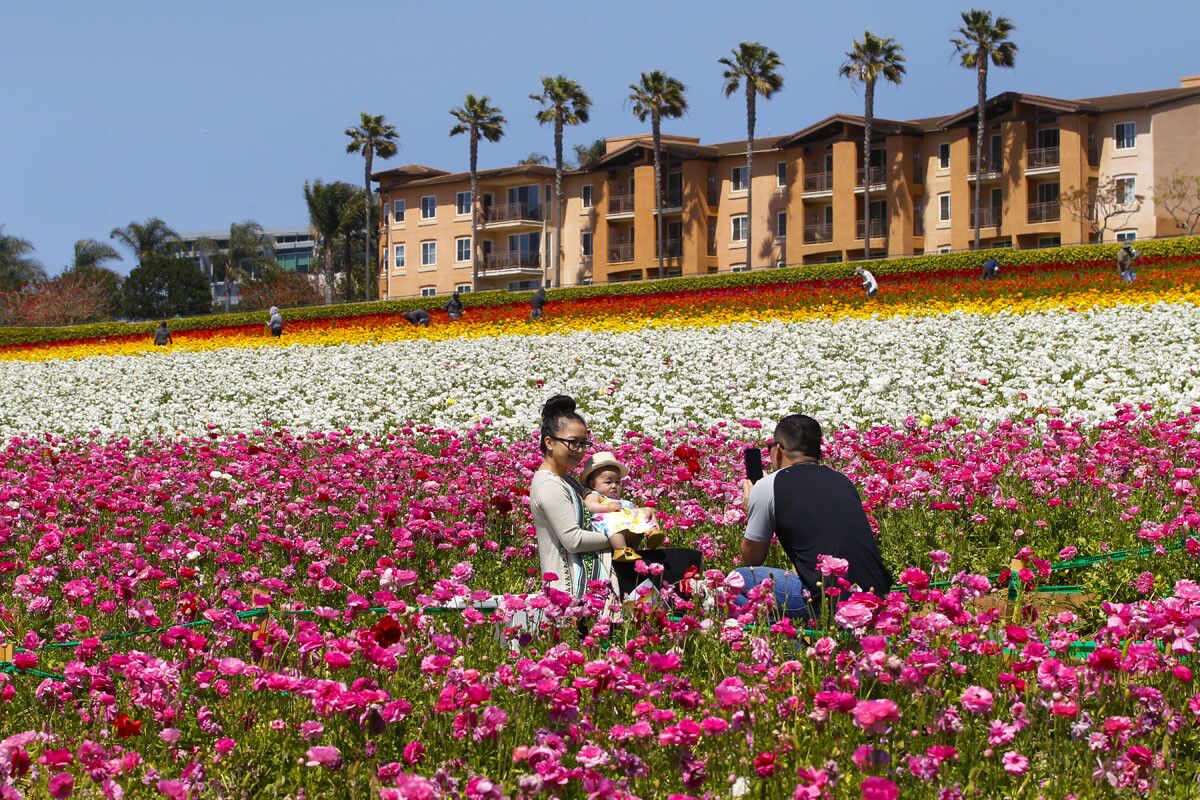 From Chula Vista, Lan Vo takes a family photo of his wife and daughter, Joy Vo and Kenzie at The Flower Fields in Carlsbad in 2016. The flower fields cover about 50 acres with giant Tecolote Ranunculus flowers. (Nelvin C. Cepeda/Union-Tribune)