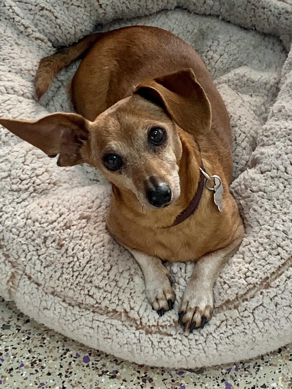 A brown Chihuahua sits on a dog bed