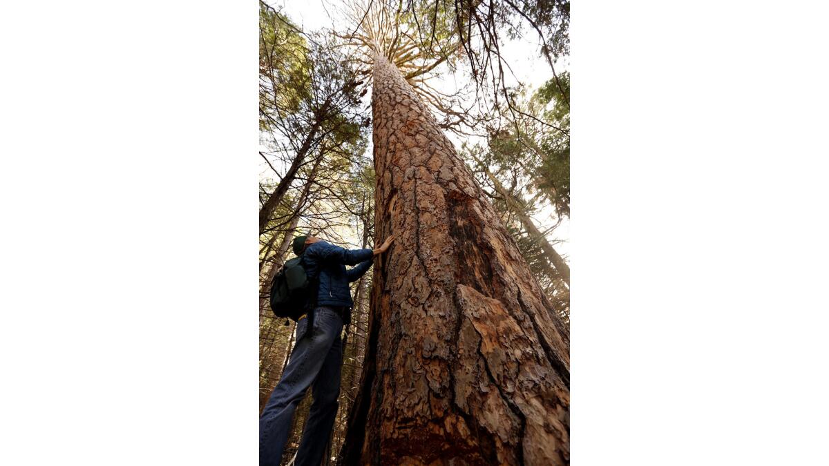 Research ecologist Nathan L. Stephenson looks over a dead Ponderosa pine in the Sequoia National Park.