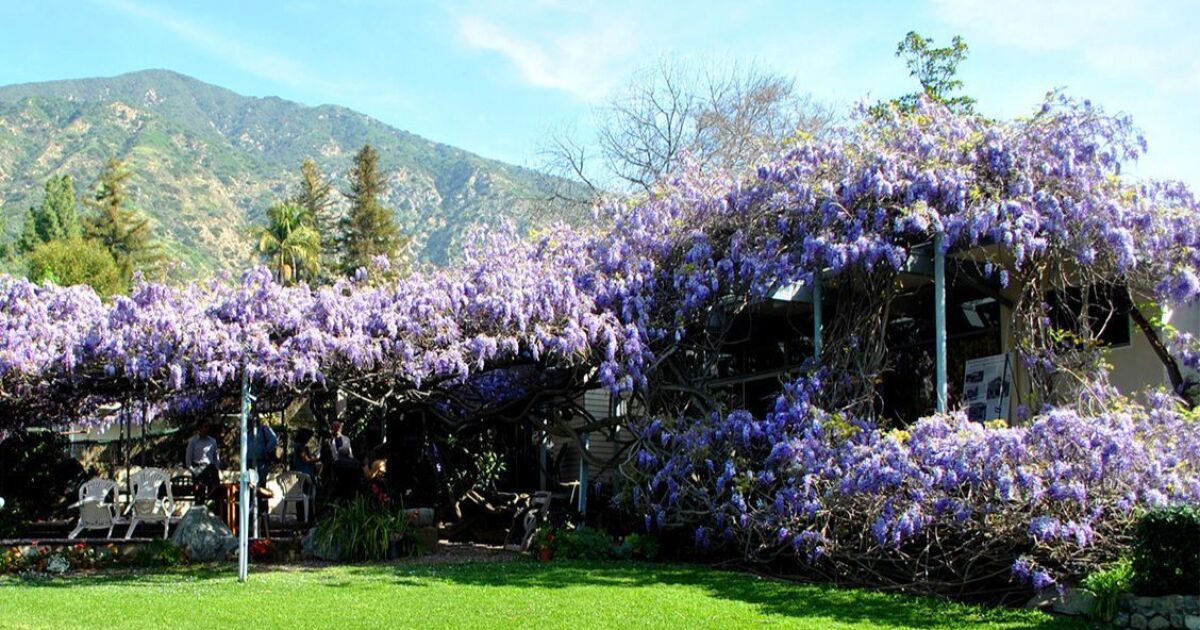 Wisteria Plant