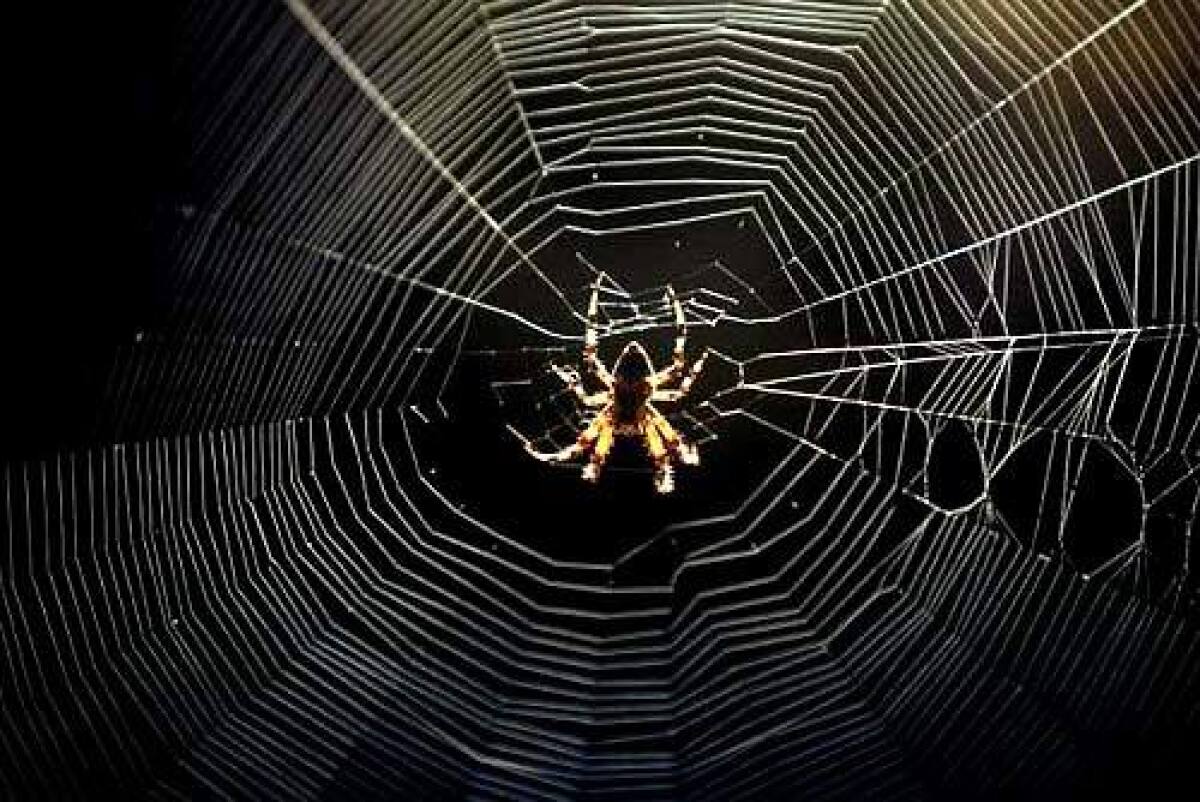 In Southern California, autumn is the season of the arachnid. A closer look reveals there's more than meets the eye.