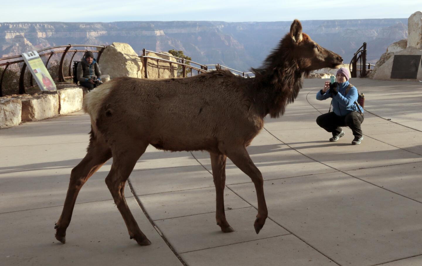 An elk strolls across one of the visitor areas along the South Rim near Mather Point.