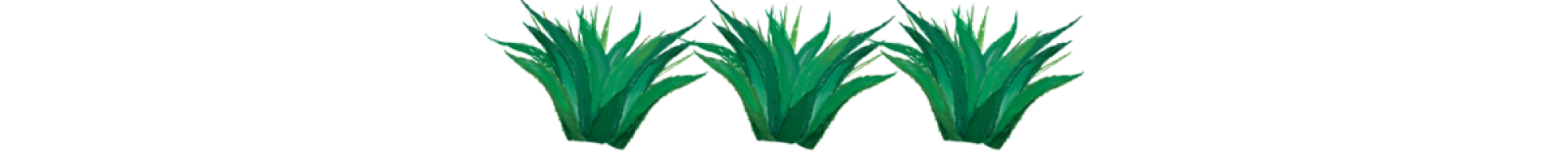 Illustration of agave