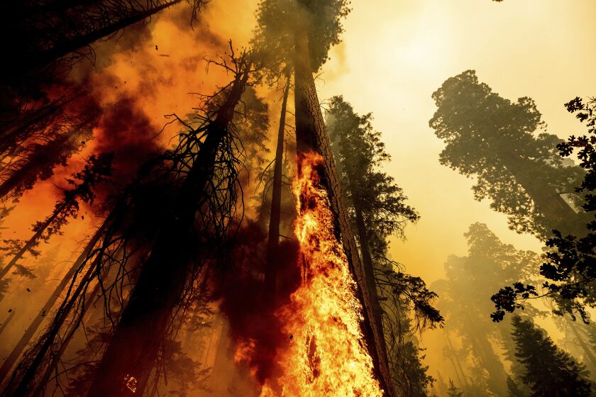 Flames lick up a tree as the Windy Fire burns in the Trail of 100 Giants grove in Sequoia National Forest, Calif., on Sunday, Sept. 19, 2021. (AP Photo/Noah Berger)