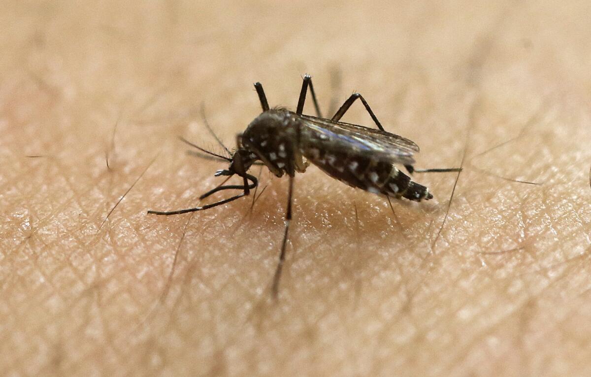 Un mosquito pica el brazo de un científico en el Instituto de Ciencias Biomédicas en Sao Paulo, Brasil. Los Centros de Control de Enfermedades de Estados Unidos están trabajando con funcionarios de salud de Florida para investigar lo que pudiera ser el primer caso de infección de zika transmitido por un mosquito en el país. (AP Foto/Andre Penner)