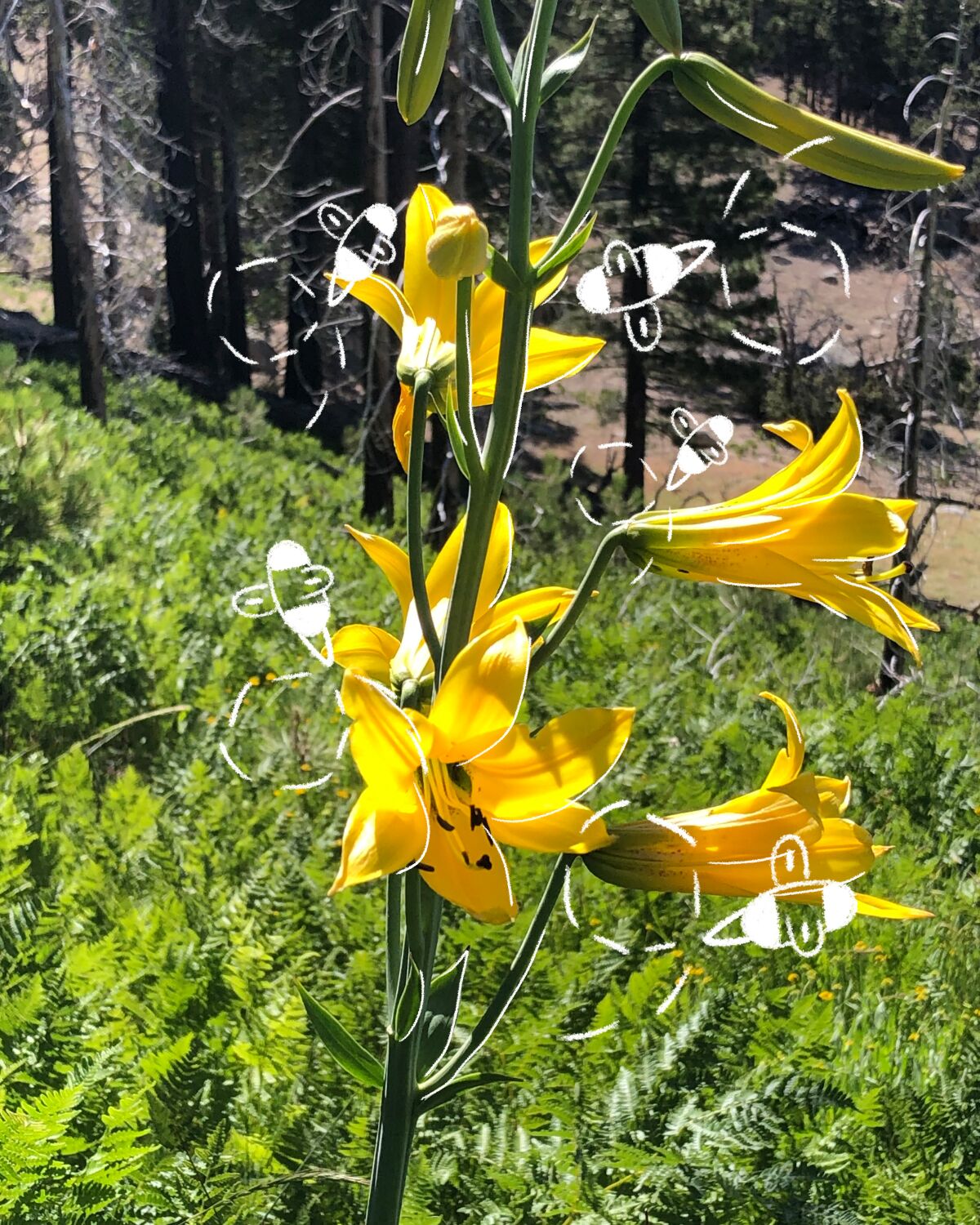 Lemon lilies in bloom.