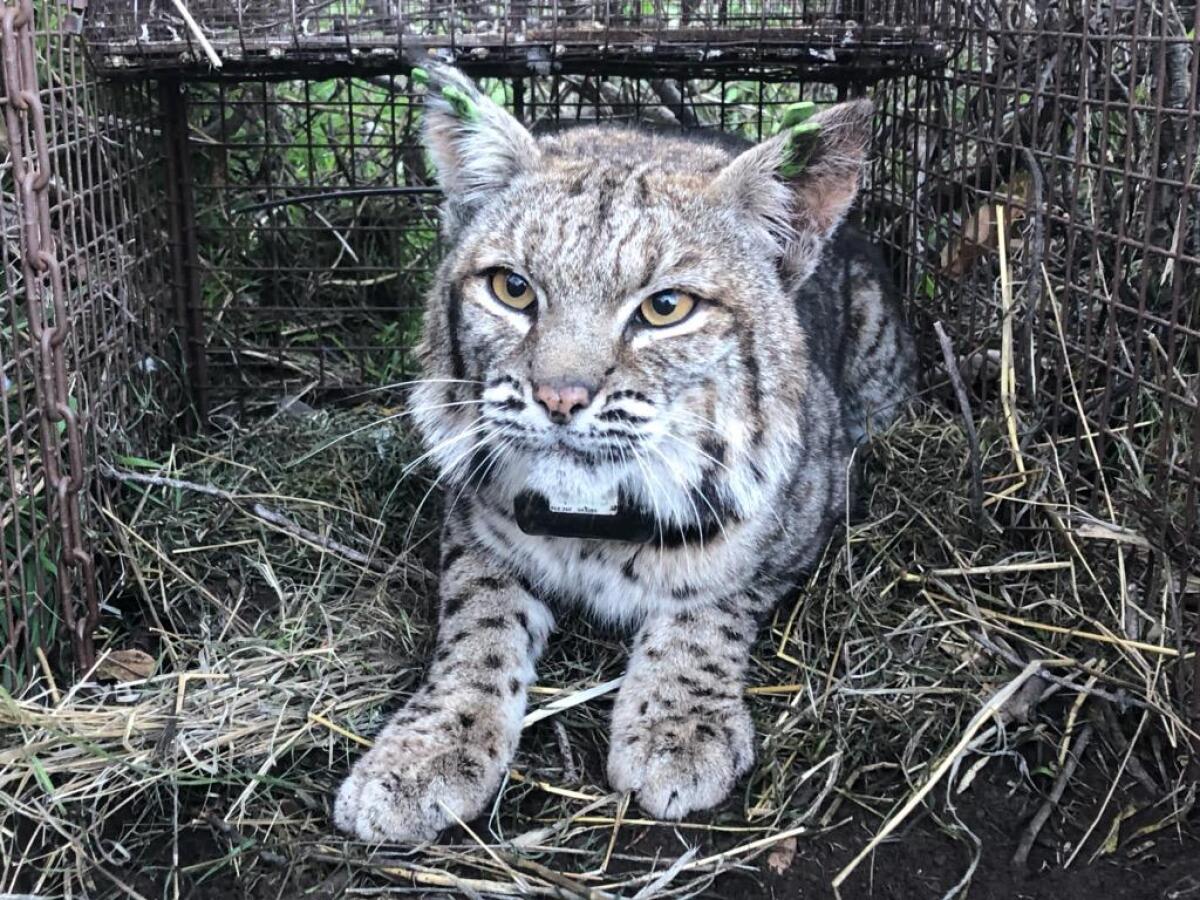The body of B-372, an adult female bobcat, was found June 20 in Agoura Hills. Officials said she died from rat poisons.