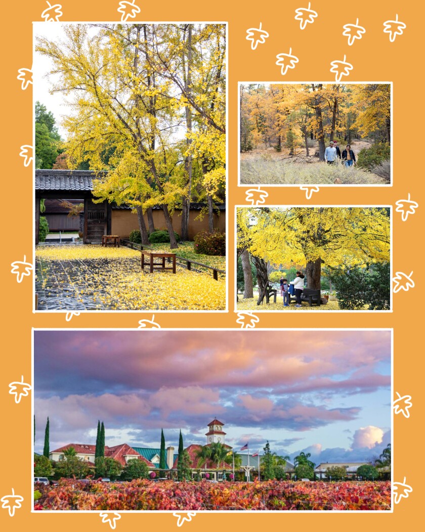 Golden ginkgoes are a sign of fall in Southern California.