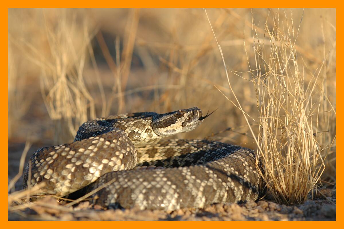 An adult Southern Pacific rattlesnake rests in dried grass.