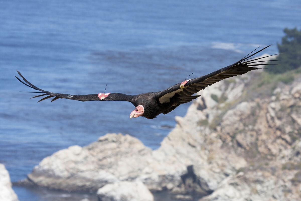 A condor in flight in Big Sur. The condor is one of the species whose survival is credited to the Endangered Species Act.