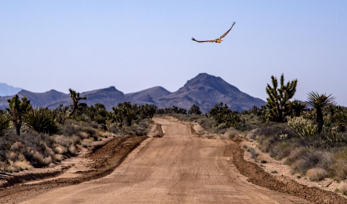 An uneven dirt road is bordered by desert plants; a hawk flies overhead and mountains are in the background.