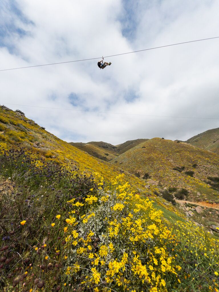Zip-line over the superbloom and avoid stepping on wildflowers - Los ...