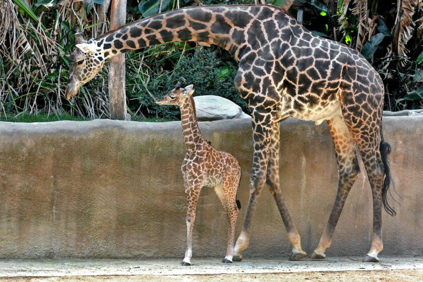Phillip, a Masai giraffe, sticks close to his offspring born Oct. 5, a female calf.