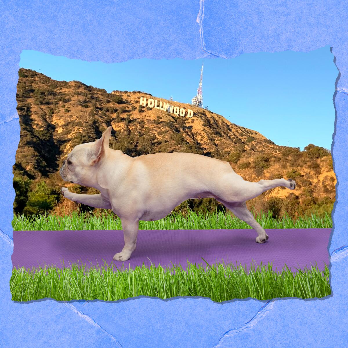 Illustration of a small dog on a yoga mat. In the background is the Hollywood sign.